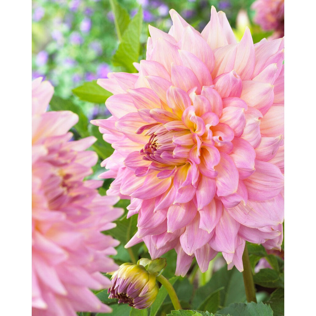 Dahlia Strawberry Ice Dekorativ 1-pack